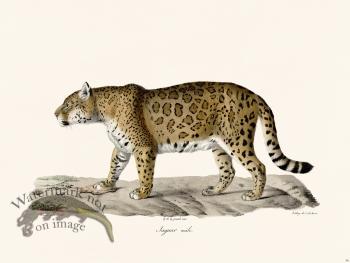 Cuvier 096 Male Jaguar